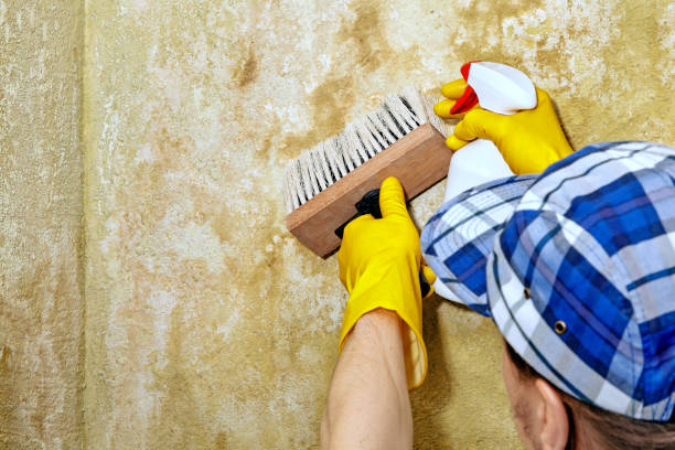 Best Emergency Mold Remediation  in Lilburn, GA